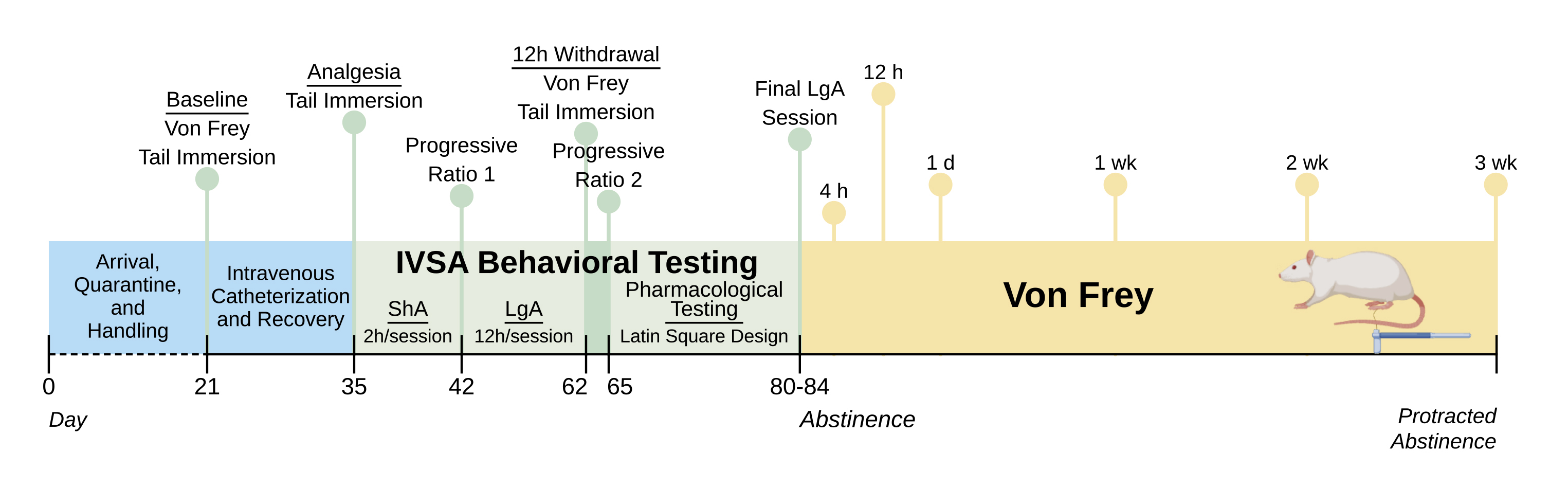 Timeline of the experiment, from arrival and catheter surgery through short- and long-access oxycodone self-administration, to six von Frey pain measurements across three weeks of abstinence.
