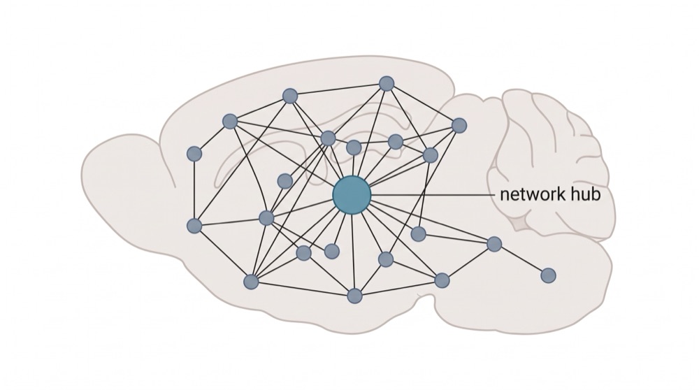 Whole brain — ~2 cm