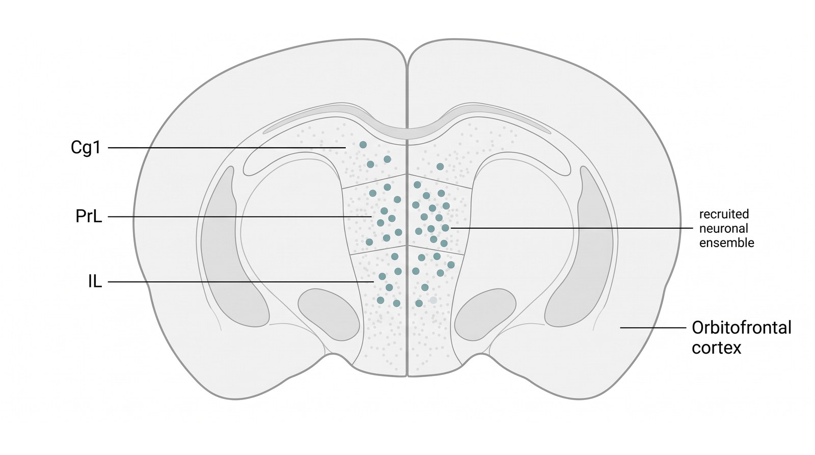 Brain regions — ~5 mm