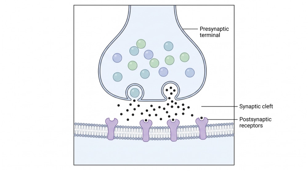 Synapses — ~1 µm