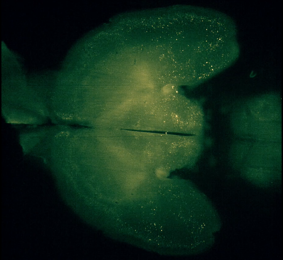 George Lab science image