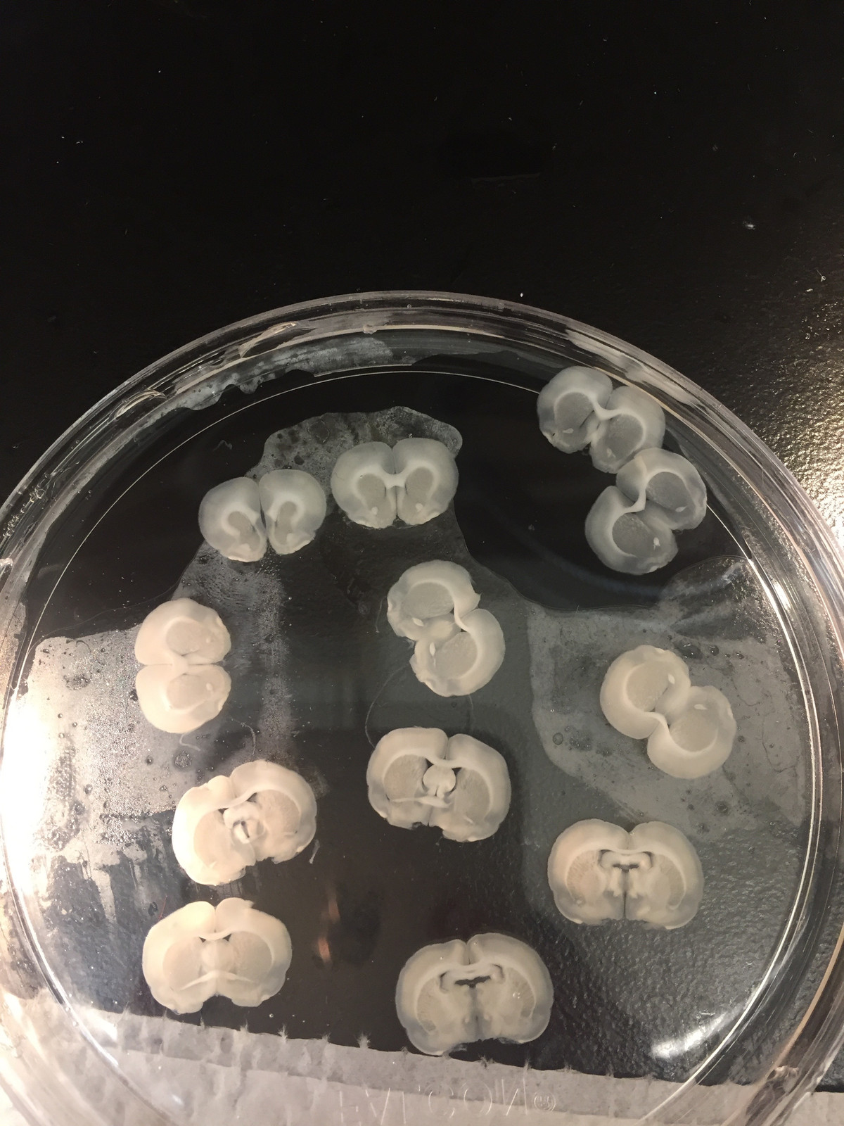 George Lab science image
