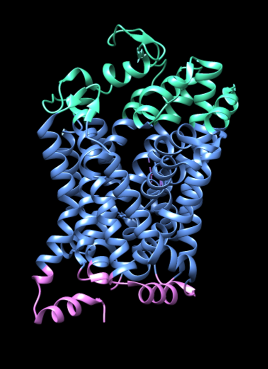 The dopamine transporter cloned
