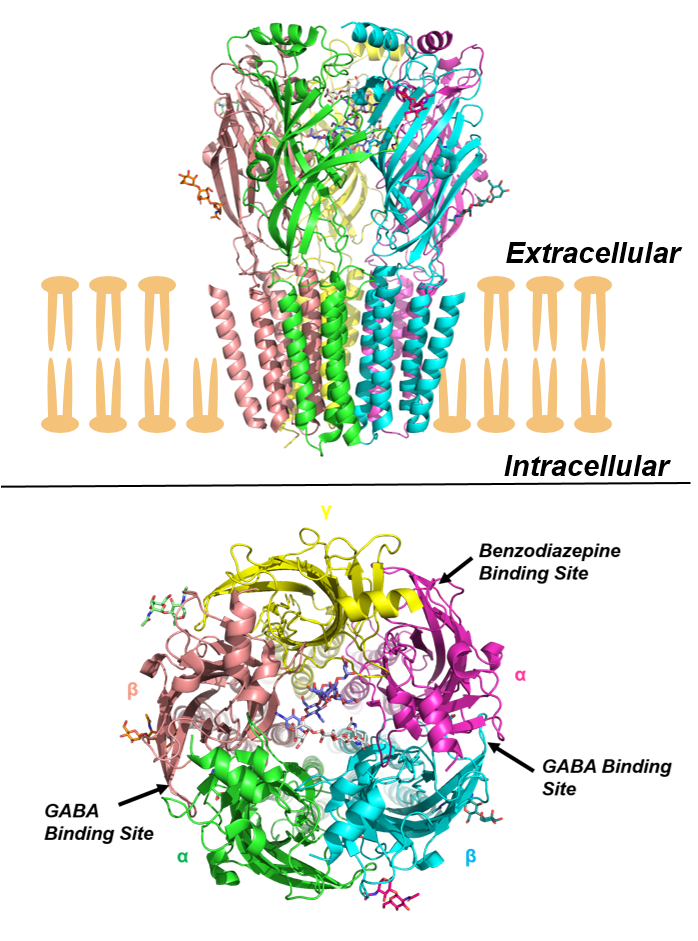 Alcohol acts on GABA-A receptors