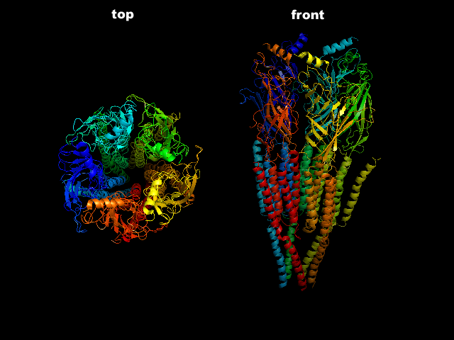 The nicotinic acetylcholine receptor isolated
