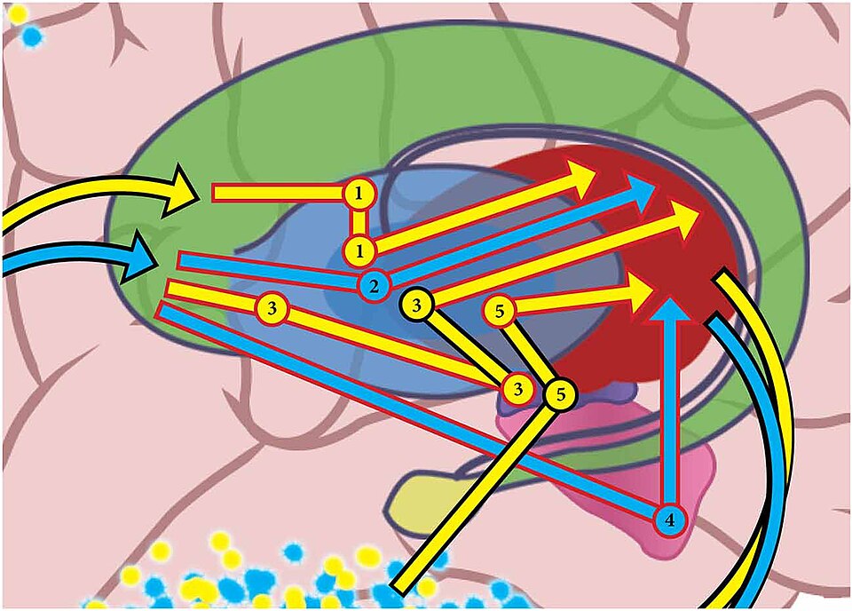 Parallel cortico-basal ganglia loops
