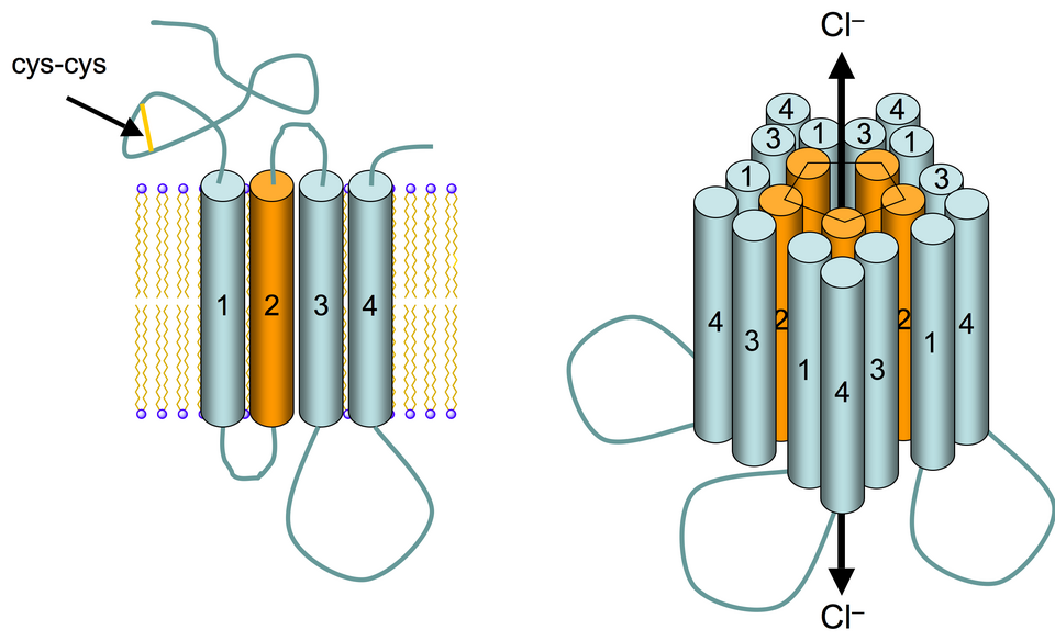 The GABA-A receptor cloned