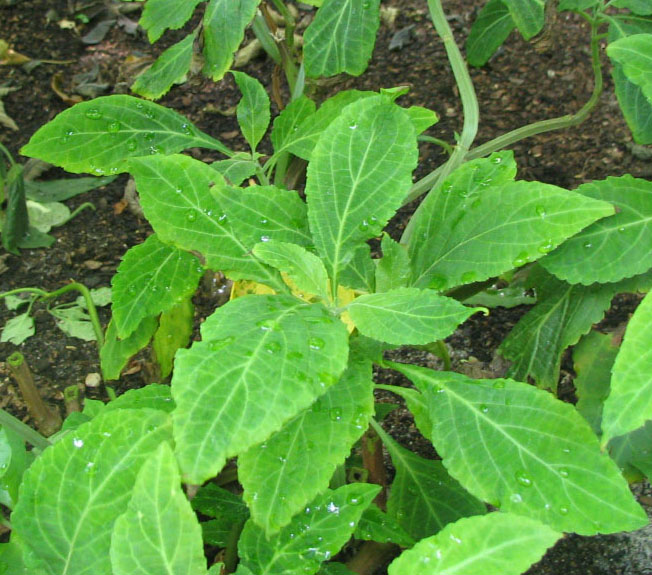 Salvinorin A and the kappa-opioid receptor