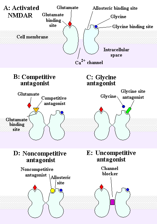 PCP and ketamine block NMDA receptors