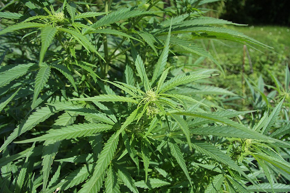 First states legalize recreational cannabis