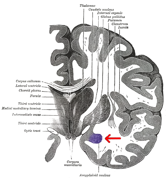 A central amygdala ensemble for alcohol dependence