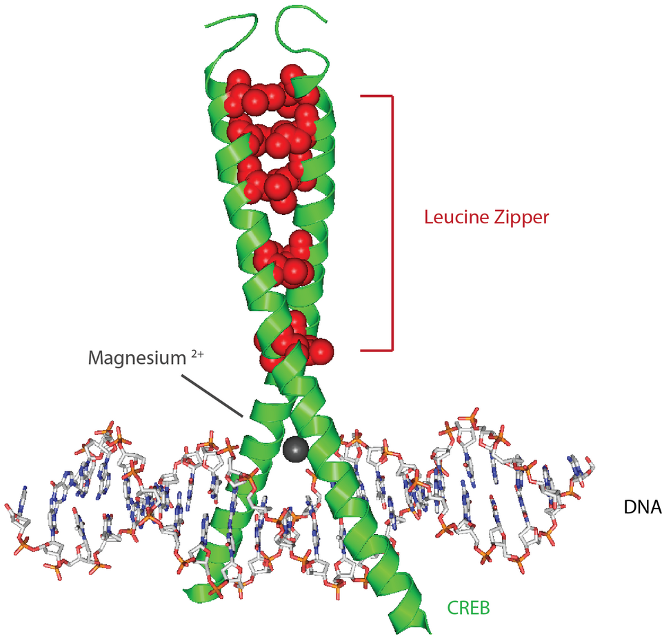 CREB regulates cocaine reward