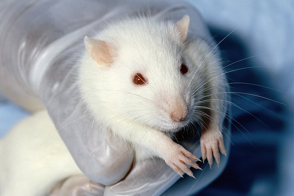 Intravenous drug self-administration in rats