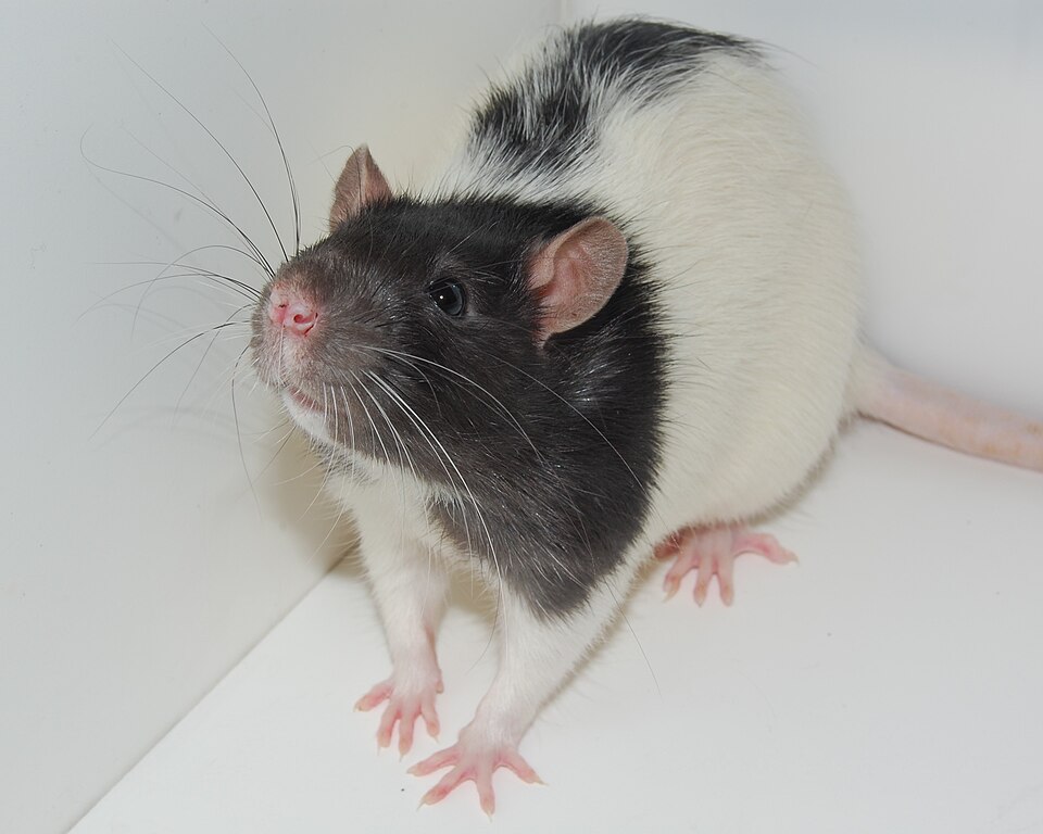 Addiction-like behavior in individual rats