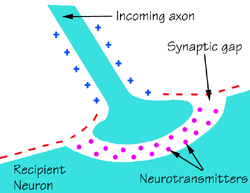 A single dose of cocaine rewires dopamine synapses
