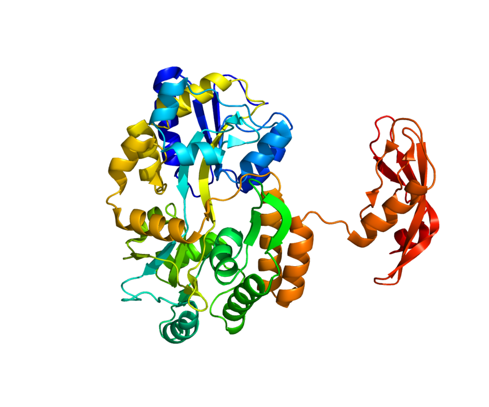 Stress hormone CRF rises during withdrawal
