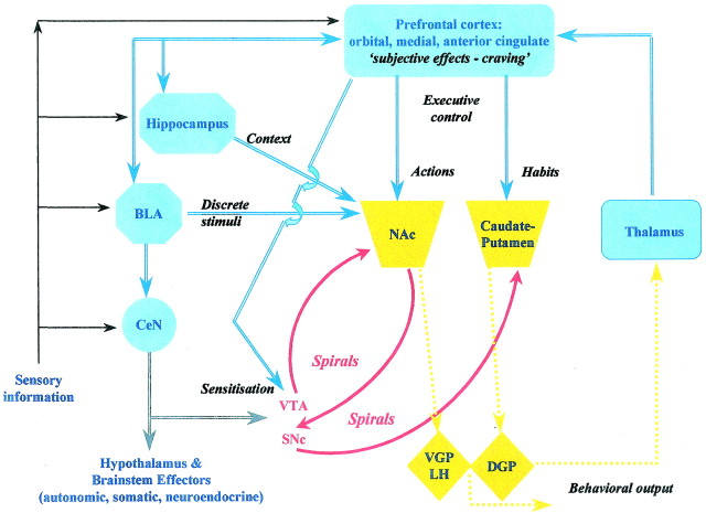 Neurocircuitry Theories of Addiction—Relapse