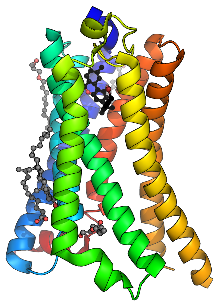 A cannabinoid receptor in the brain
