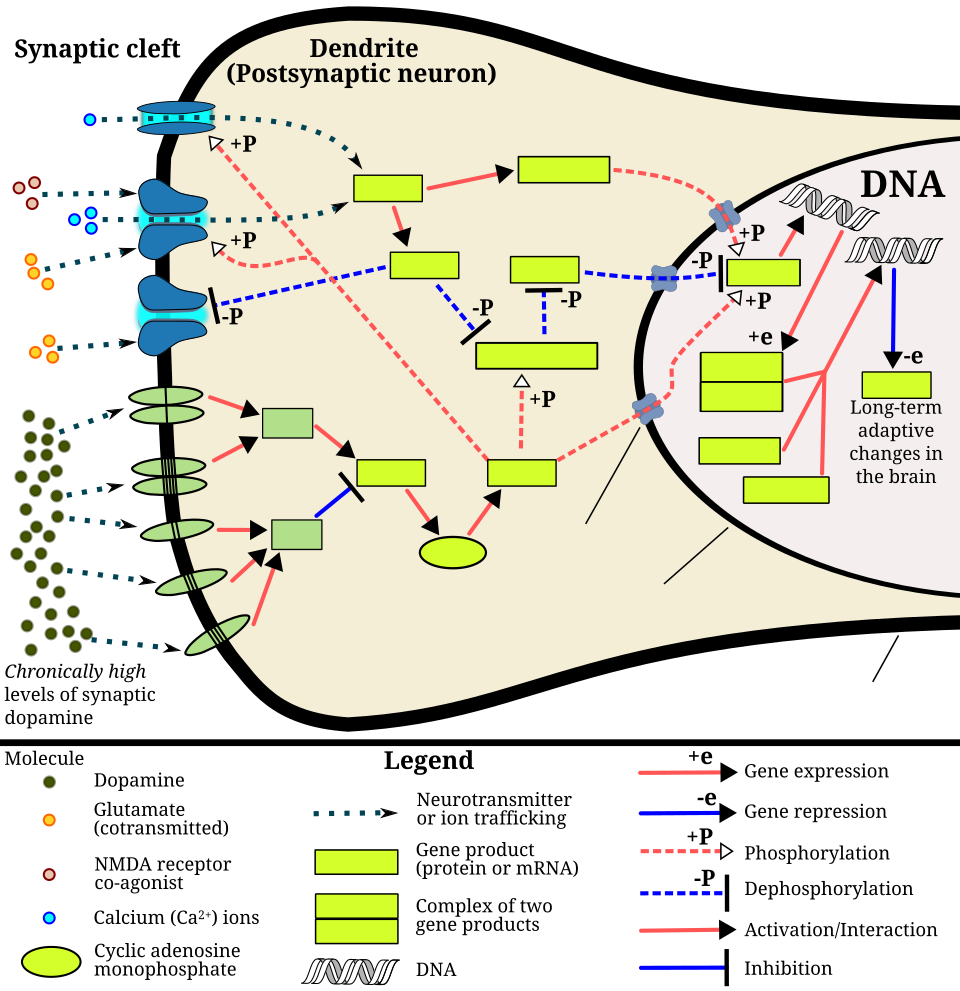 ΔFosB, a molecular switch for addiction