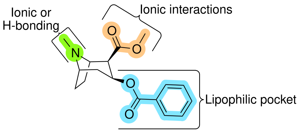 Cocaine's target: the dopamine transporter