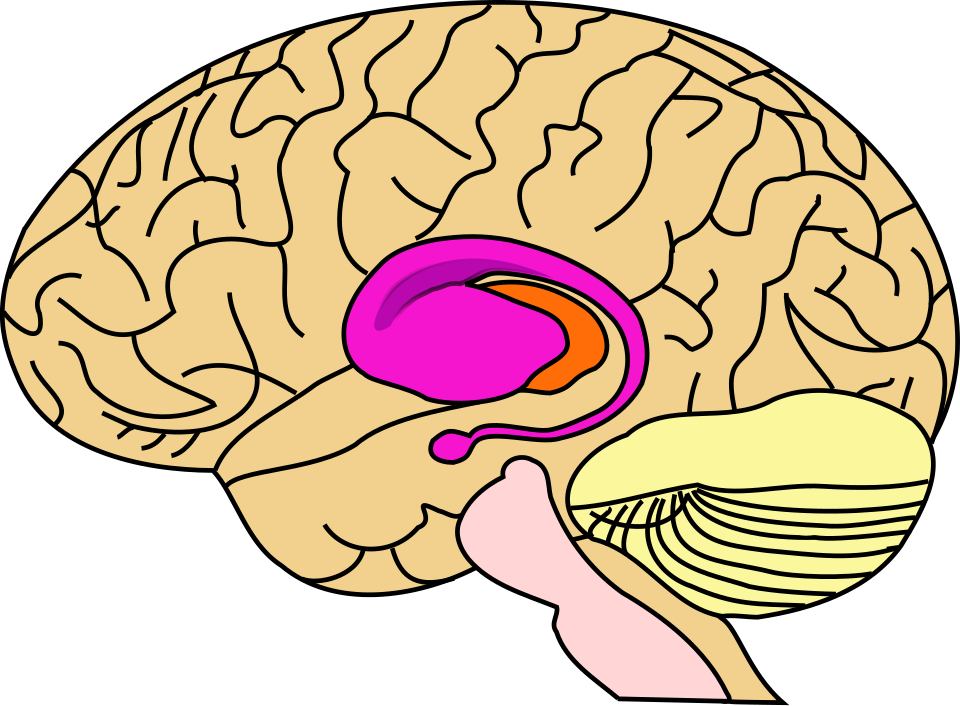 The dorsolateral striatum and habits