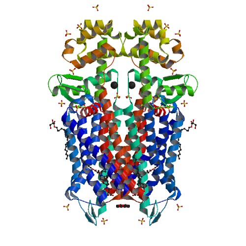 Opioid receptors and endorphins