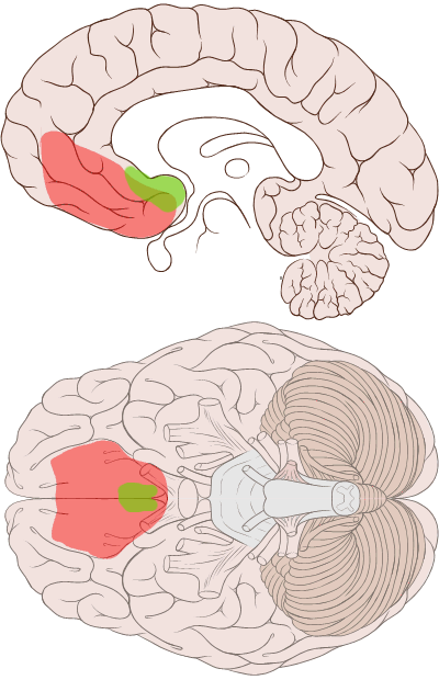 Orbitofrontal ensembles in incubated craving