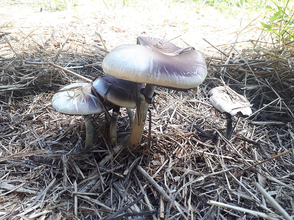 Psilocybin trials for tobacco and alcohol addiction