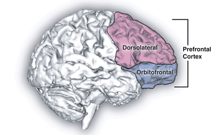 Mapping inputs to the medial prefrontal cortex