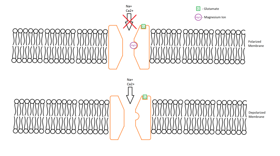 Alcohol inhibits NMDA receptors