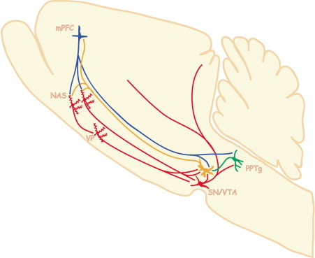 "Selected Elements and Connectivity of Brain Reward Circuitry" (Wise, 2002)