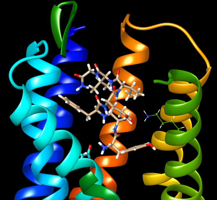 Opioid receptors cloned