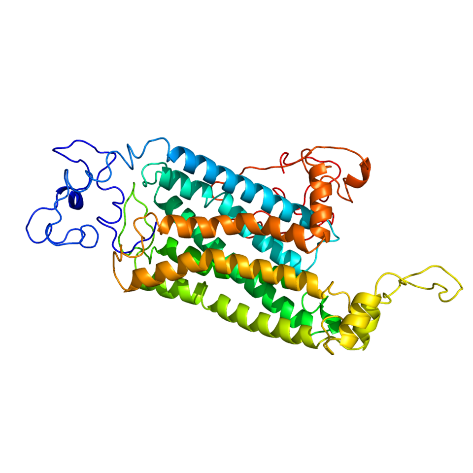 Psychedelics act at serotonin 5-HT2 receptors