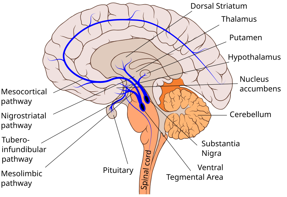 Dopamine signals reward prediction errors