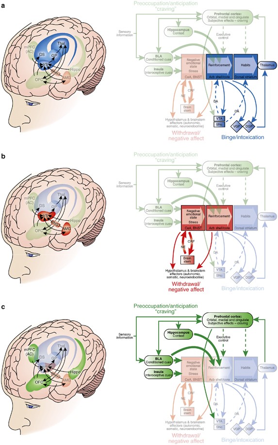 Neurocircuitry Theories of Addiction - Executive Function