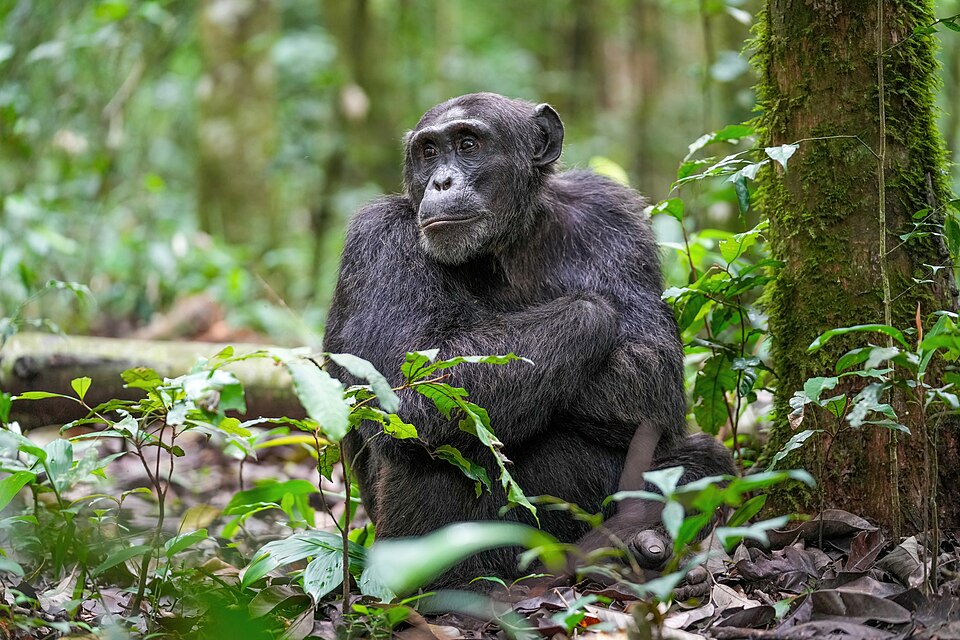 Chimpanzees seek morphine