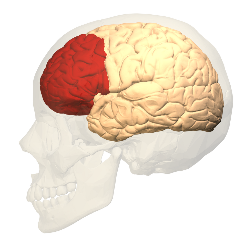Prefrontal cortex function and vulnerability