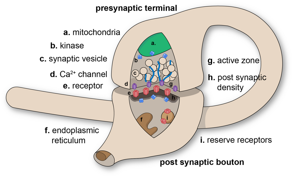 A receptor switch behind incubation of craving