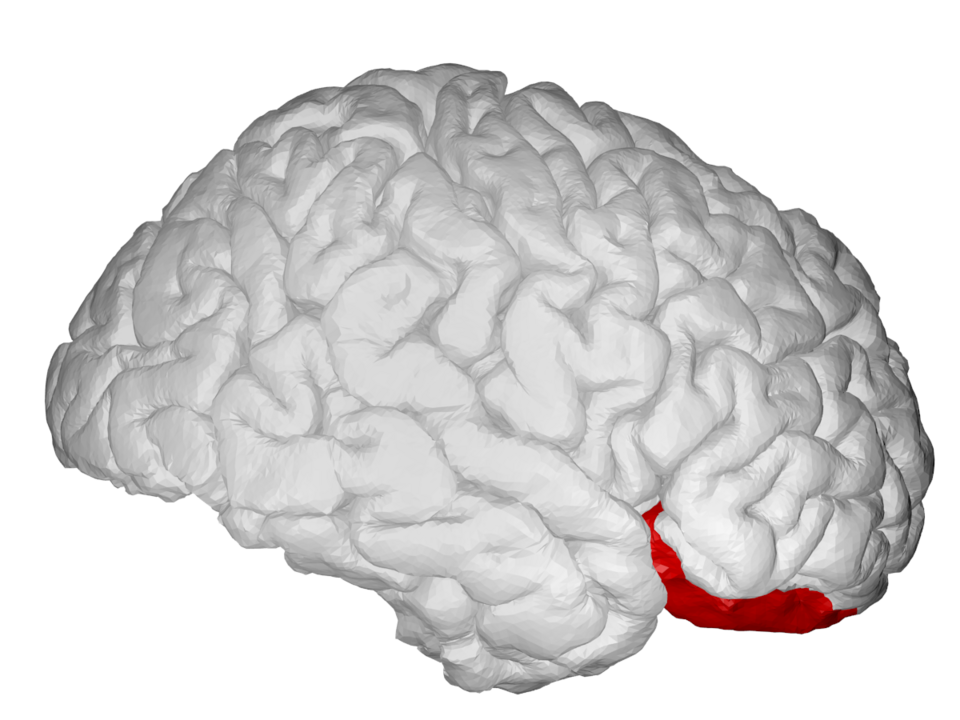 Circuits that make some individuals compulsive