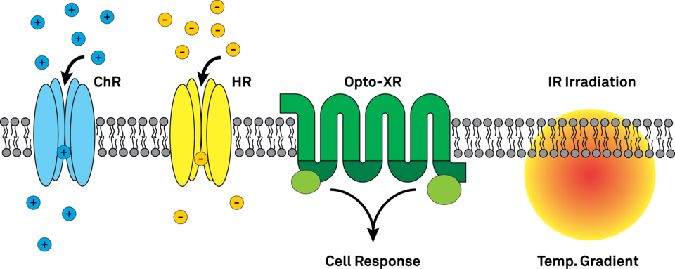 Erasing cocaine-induced synaptic changes