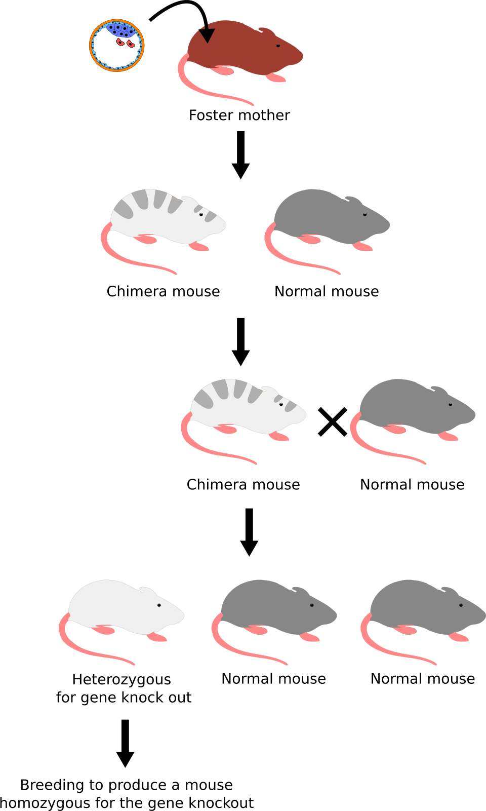 The mu opioid receptor is essential for morphine